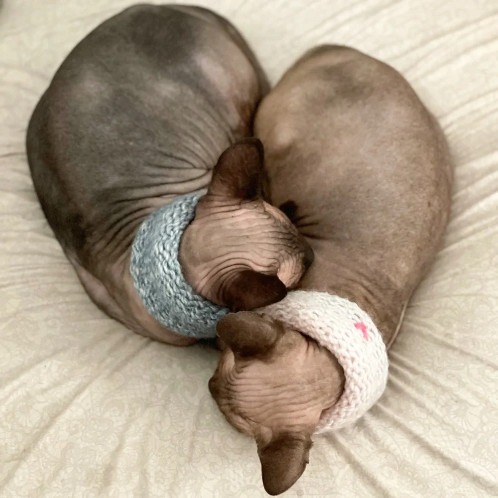 NEW - Handmade Ombré | Calming Scarf | Cowl Scarf | Circle Scarf for Sphynx Cat - Picture 7 of 8